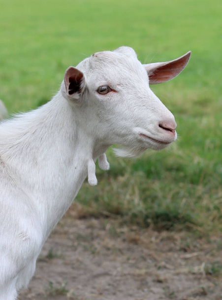 Cute white goat close up portrait. Domestic animals on a farm. Sunny summer day on a farm. Country side living concept.   - Fotó, kép