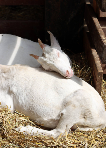Sleeping baby goat close up photo. Cute white goats on a farm. Countryside living concept.  - 写真・画像
