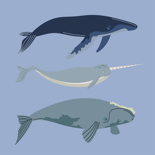 three whales sealife animals icons - Vektor, obrázek