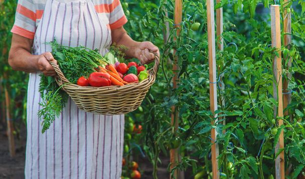 Ανώτερη γυναίκα που μαζεύει λαχανικά στον κήπο. Επιλεκτική εστίαση. Τρόφιμα. - Φωτογραφία, εικόνα