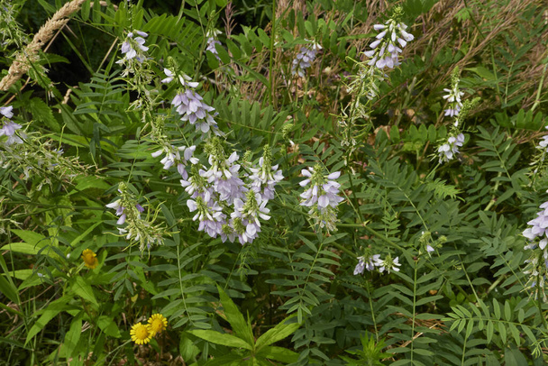Lilac flowers of Galega officinalis herb - 写真・画像