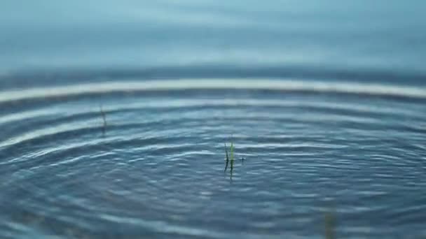 Stone thrown into the water surface at 120fps slow-motion creating water ripples effect - Video, Çekim