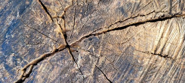 rustic log with veins and marks that can be used as a natural background - Zdjęcie, obraz