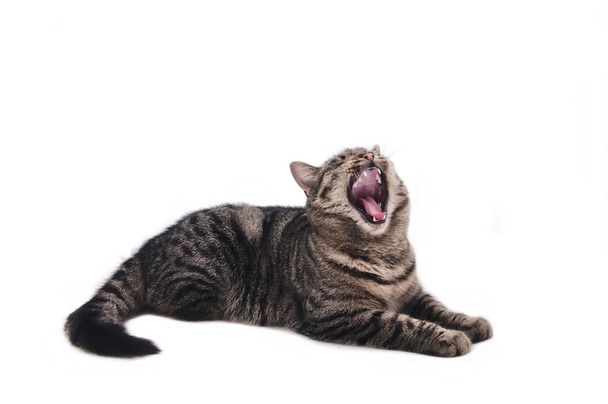 kedi esneme - Fotoğraf, Görsel
