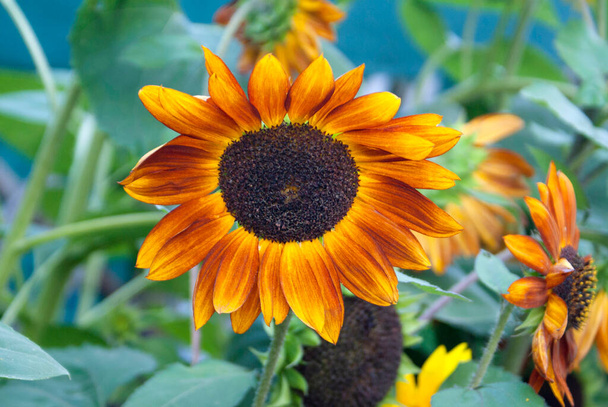 Flower of brown shades of sunflower with green leaves in the garden during the day - Foto, imagen