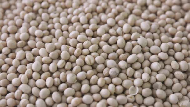 Soybeans falling onto pile, close up. - Materiał filmowy, wideo