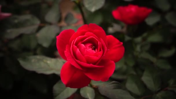 A virágok nyitott, a botanikus kertben, nagyon szép - Felvétel, videó