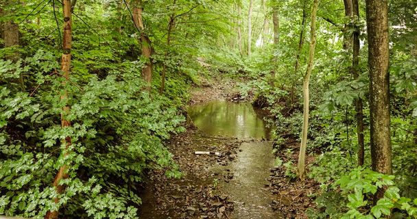 A beautiful landscape of a small creek amid a lush green forest - Фото, изображение