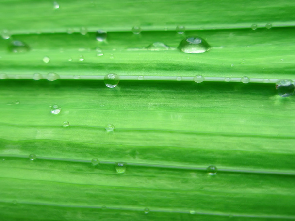 Gladiolus leaf with water drops - Photo, Image