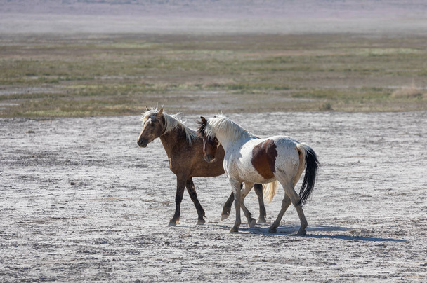 άγρια άλογα επιβήτορες που αγωνίζονται στην έρημο της Γιούτα - Φωτογραφία, εικόνα