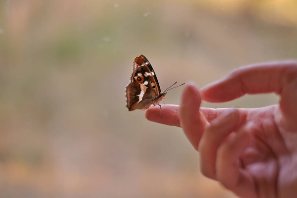 a beautiful butterfly sat on a woman's hand close-up - Foto, Imagen