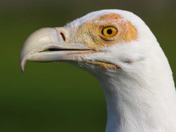 White vulture - Fotó, kép