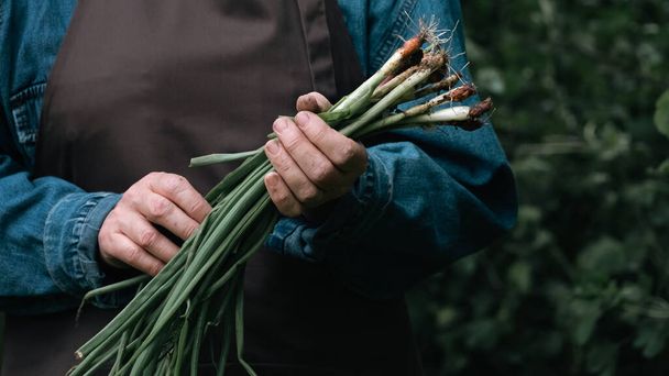 Farmer holding fresh onion. Farm fresh vegetables from the garden. A farmer woman holds fresh green onions in her hands. Bunch of young green onions. Concept of agriculture, farming, cultivation - Fotoğraf, Görsel