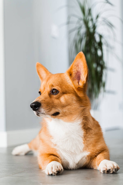 Cute Welsh Corgi Pembroke dog lay and chill on the floor at home and smile. Lifestyle of domestic pet - Foto, Imagem