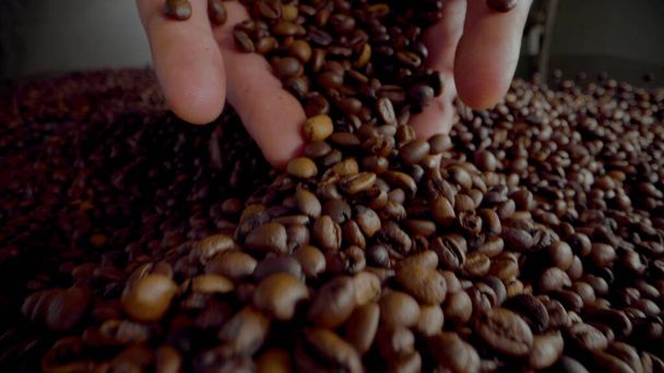 Hands pour coffee beans on large heap fresh aromatic harvest close up. Unknown man palms full of fragrant roasted seeds. Agriculturist holding coffee grains checking quality arabica crop indoors. - Foto, Imagen