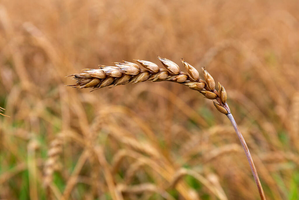 Деталь пшеничного шипа в природі
 - Фото, зображення