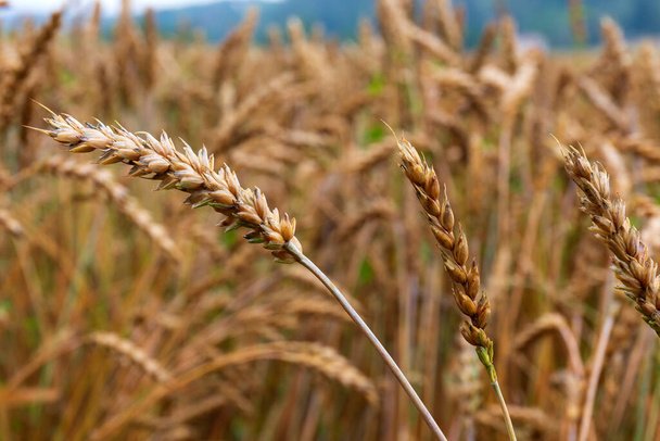 Detail of the Wheat Spike in the Nature - Photo, Image