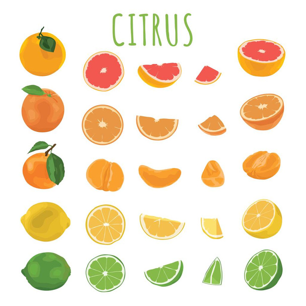 jiné citrusové plody na bílém pozadí - Vektor, obrázek