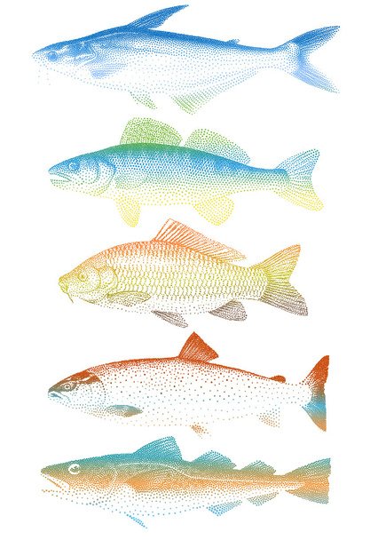 Vector fishes - Vector, Image