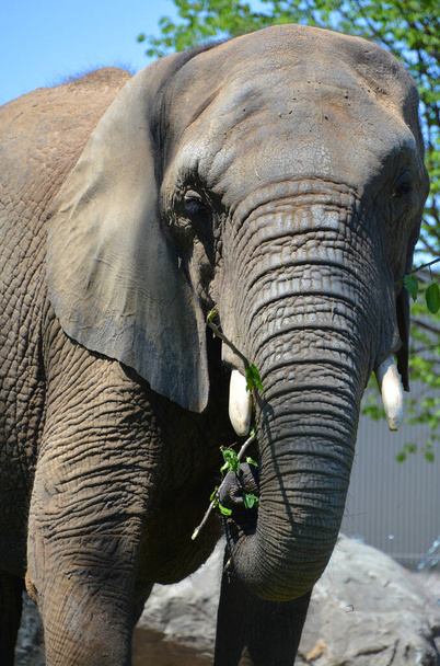 アフリカゾウはロコドンタ属の象です。本属はアフリカのブッシュゾウとアフリカの小さな森林ゾウの2種で構成されています。 - 写真・画像