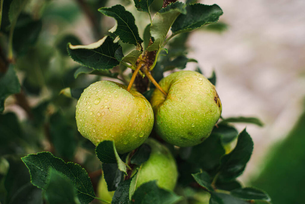 τρία πράσινα μήλα σε ένα κλαδί δέντρου στον κήπο - Φωτογραφία, εικόνα