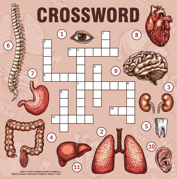 Human organs and body parts, crossword grid worksheet, find word quiz, vector game. Medical crossword to guess words of body anatomy organs, heart and lungs, liver and eye, spine and tooth or kidneys - Vektori, kuva