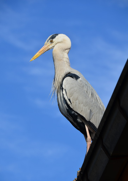 Pelikan kuşu - Photo, Image