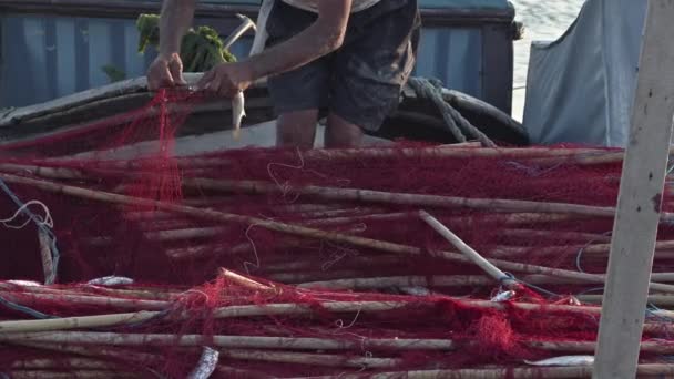 Fisherman Removing Fish Caught In His Nets Footage. - Záběry, video