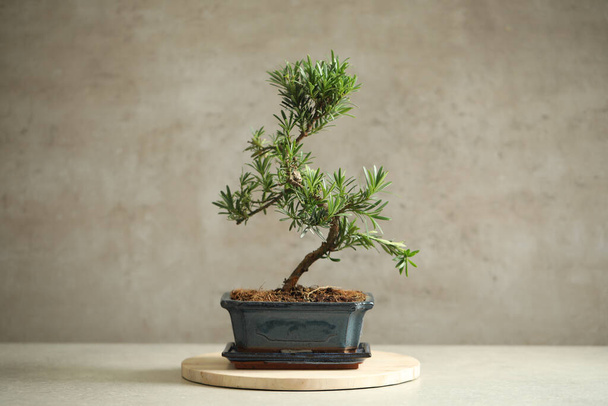 Japanese bonsai plant on light table. Creating zen atmosphere at home - 写真・画像