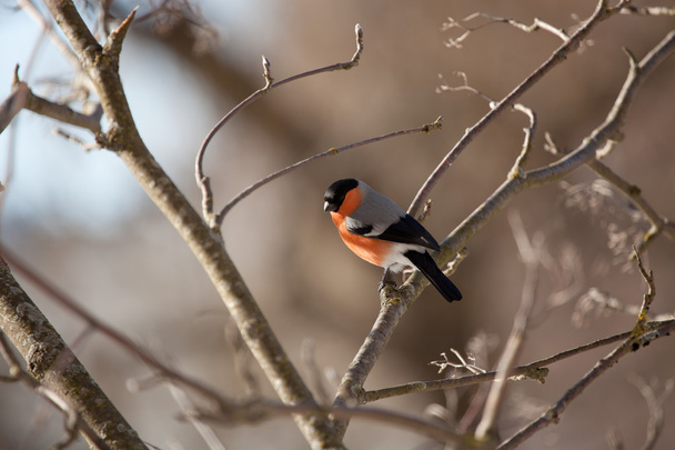 Bullfinch in winter day - Valokuva, kuva