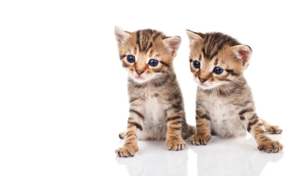 Deux chatons tabby
 - Photo, image