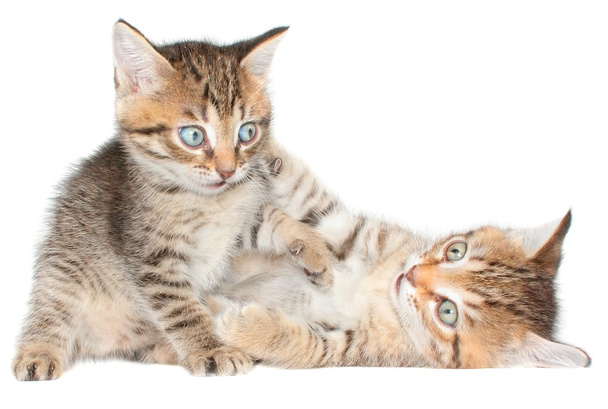 Dos gatitos juguetones
 - Foto, Imagen
