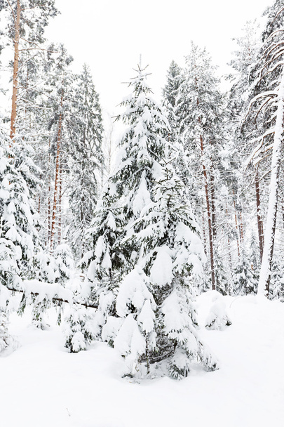 russian winter forest in snow - Foto, afbeelding