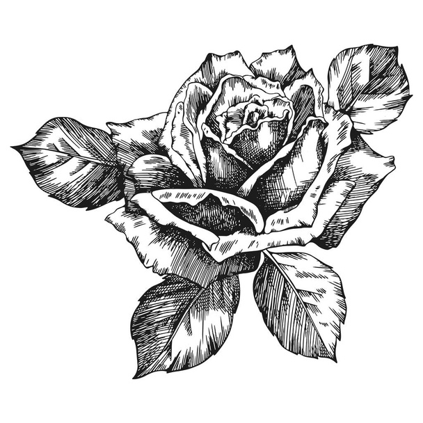 Рука квітки троянди намальована. Векторний ескіз на білому тлі
. - Вектор, зображення