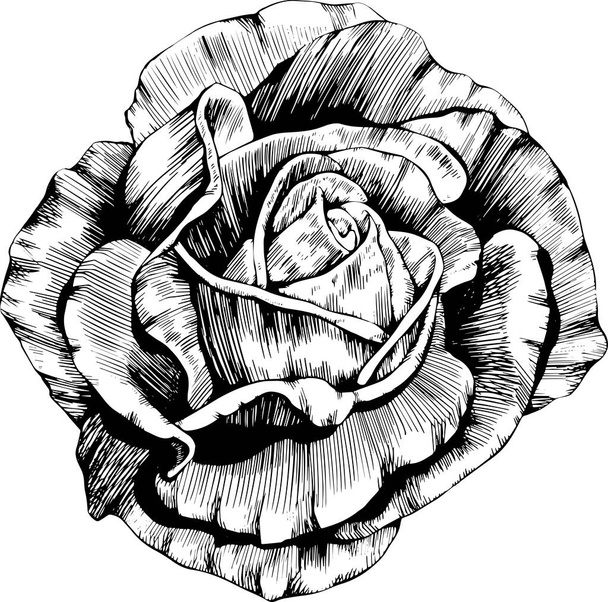 Rose flower hand drawn. Vector sketch on white background. - Vector, afbeelding
