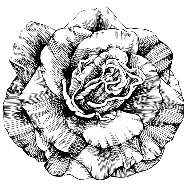 Rose flower hand drawn. Vector sketch on white background. - Vektör, Görsel