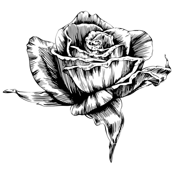 Χέρι τριαντάφυλλο λουλούδι που. Σχέδιο διανύσματος σε λευκό φόντο. - Διάνυσμα, εικόνα