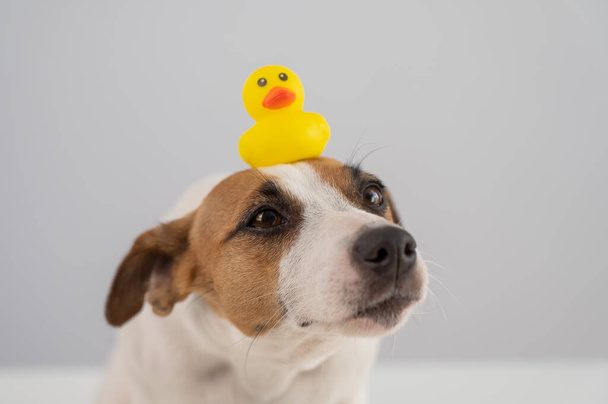 Jack Russell Terrier dog with a rubber duck on his head - Foto, Imagen