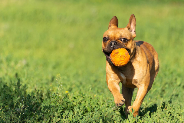 Αξιολάτρευτο μικρό ενεργό μικρό έξυπνο σκυλί Γαλλικό Μπουλντόγκ που παίζει με μια μπάλα. Τρελό κατοικίδιο φίλο τρέχει για το κόκκινο πορτοκαλί μπάλα παιχνίδι. - Φωτογραφία, εικόνα