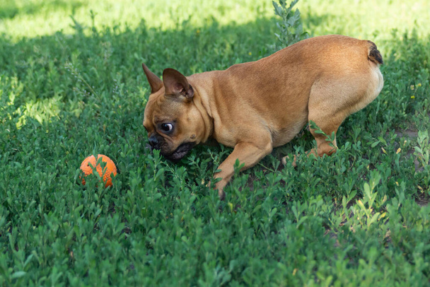 Приваблива маленька активна маленька маленька розумна собака, Французький бульдог грає з м'ячем. Божевільний друг біжить за іграшкою з оранжевого м'яча.. - Фото, зображення