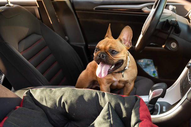 Αξιολάτρευτο μικρό ενεργό μικρό έξυπνο σκυλί γαλλικά μπουλντόγκ στο σύγχρονο αυτοκίνητο. Τρελό κατοικίδιο φίλο στο χώρο του και έτοιμο για ταξίδι. - Φωτογραφία, εικόνα
