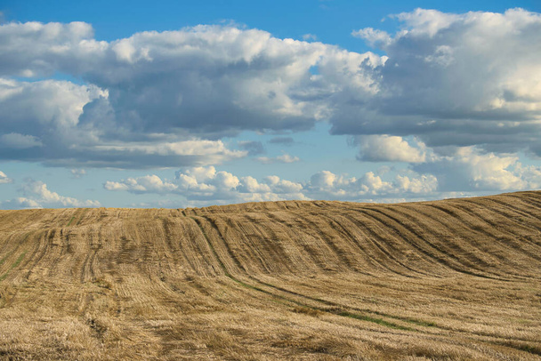 Урожай поля пшеницы в живописном сельскохозяйственном ландшафте катящихся холмов под голубым небом с пушистыми белыми облаками - Фото, изображение
