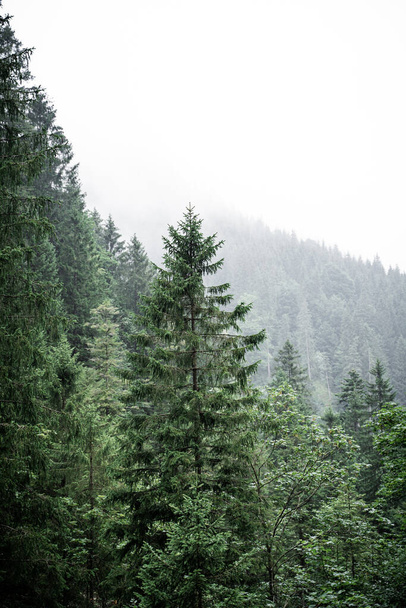 Зеленое дерево перед туманным фоном с капризными пейзажами - Фото, изображение