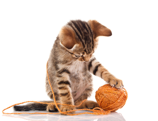 Játékos cica labdával - Fotó, kép