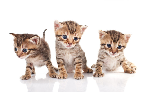 Hermosos gatitos tabby
 - Foto, imagen