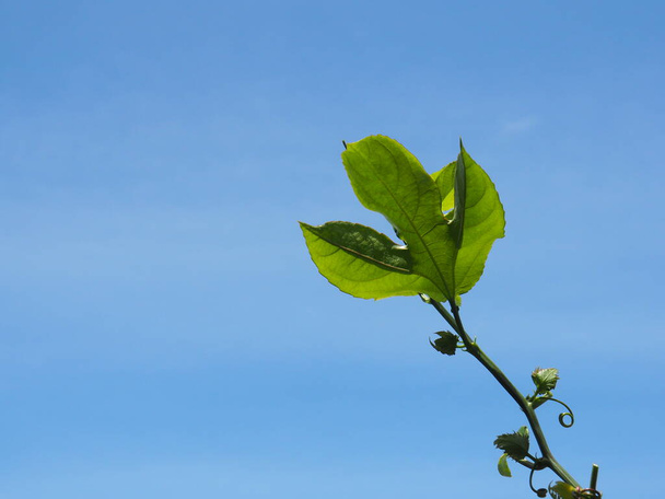 focus of green leaf on blue sky background - Valokuva, kuva