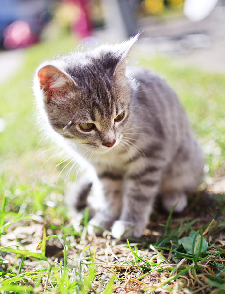 cirmos cica ülő - Fotó, kép