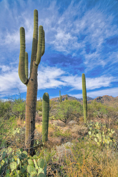 Saguaro cactuses on a shrubland at Sabino Canyon State Park at Tucson, Arizona. Slope with wild desert plants against the sky background. - Foto, afbeelding