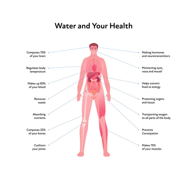 Water and your health care infographic layout. Vector flat healthcare illustration. Human male body silhouette with organ and text isolated on white background. - Vector, afbeelding