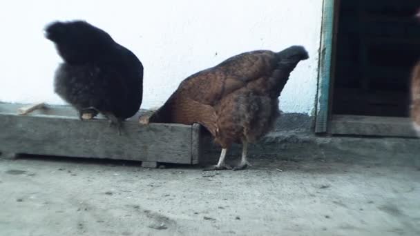 Los pollos picotean el grano en el gallinero
 - Imágenes, Vídeo